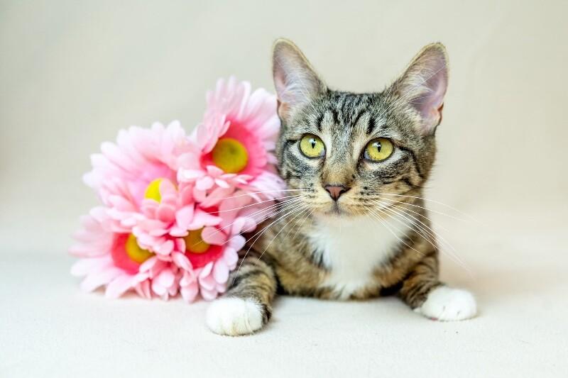 Enlarge Willa, a Adoptable Domestic Short Hair in North Babylon, NY image 2/5