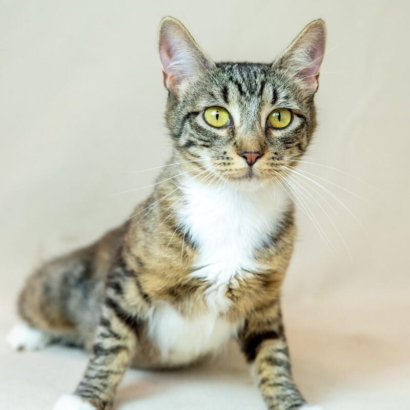 Enlarge Willa, a Adoptable Domestic Short Hair in North Babylon, NY image 4/5