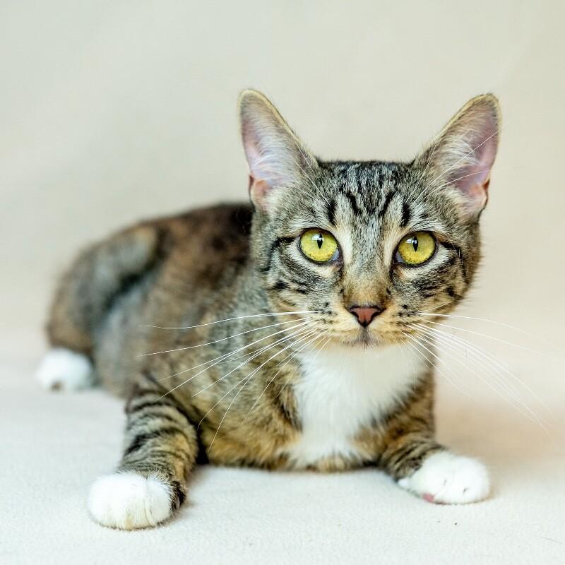Enlarge Willa, a Adoptable Domestic Short Hair in North Babylon, NY image 5/5