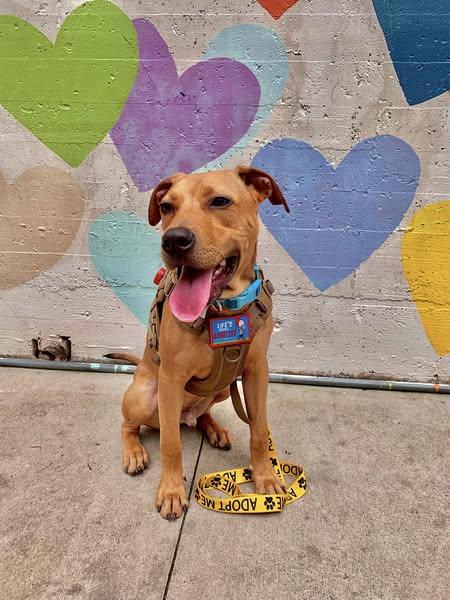 Enlarge Jeremiah, a Adoptable mixed breed in Charlotte, NC image 2/6