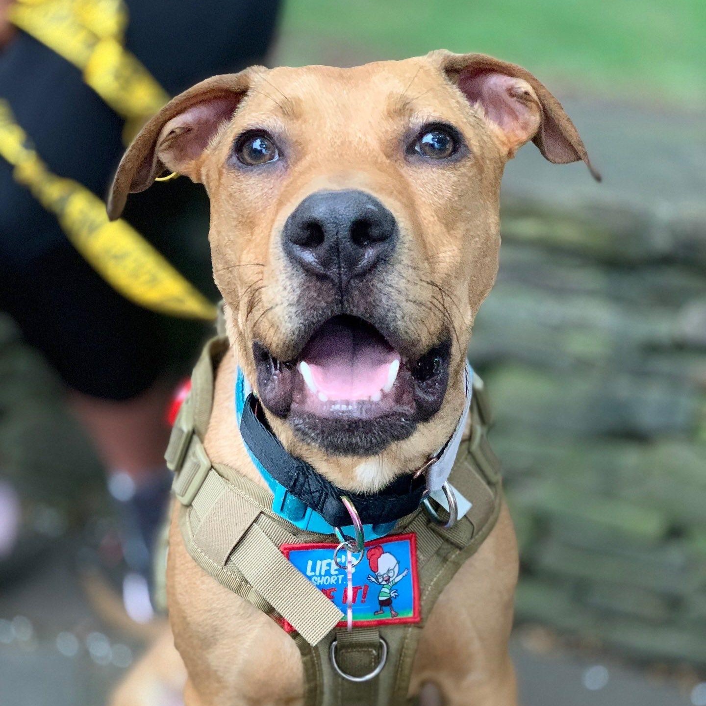 Enlarge Jeremiah, a Adoptable mixed breed in Charlotte, NC image 1/6