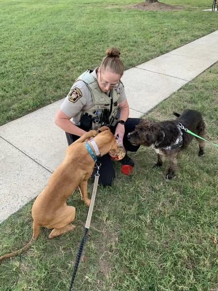 Enlarge Jeremiah, a Adoptable mixed breed in Charlotte, NC image 3/6