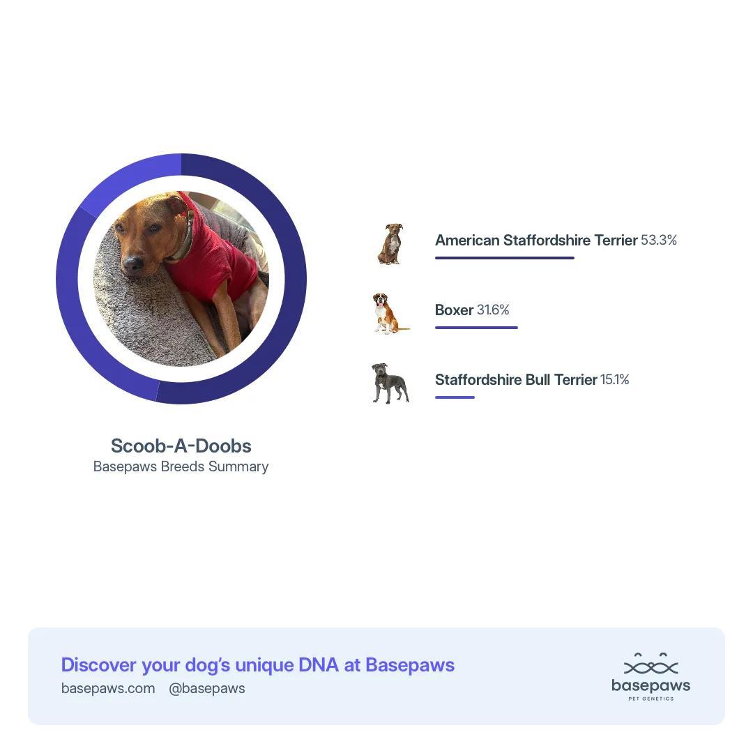 Enlarge Jeremiah, a Adoptable mixed breed in Charlotte, NC image 6/6