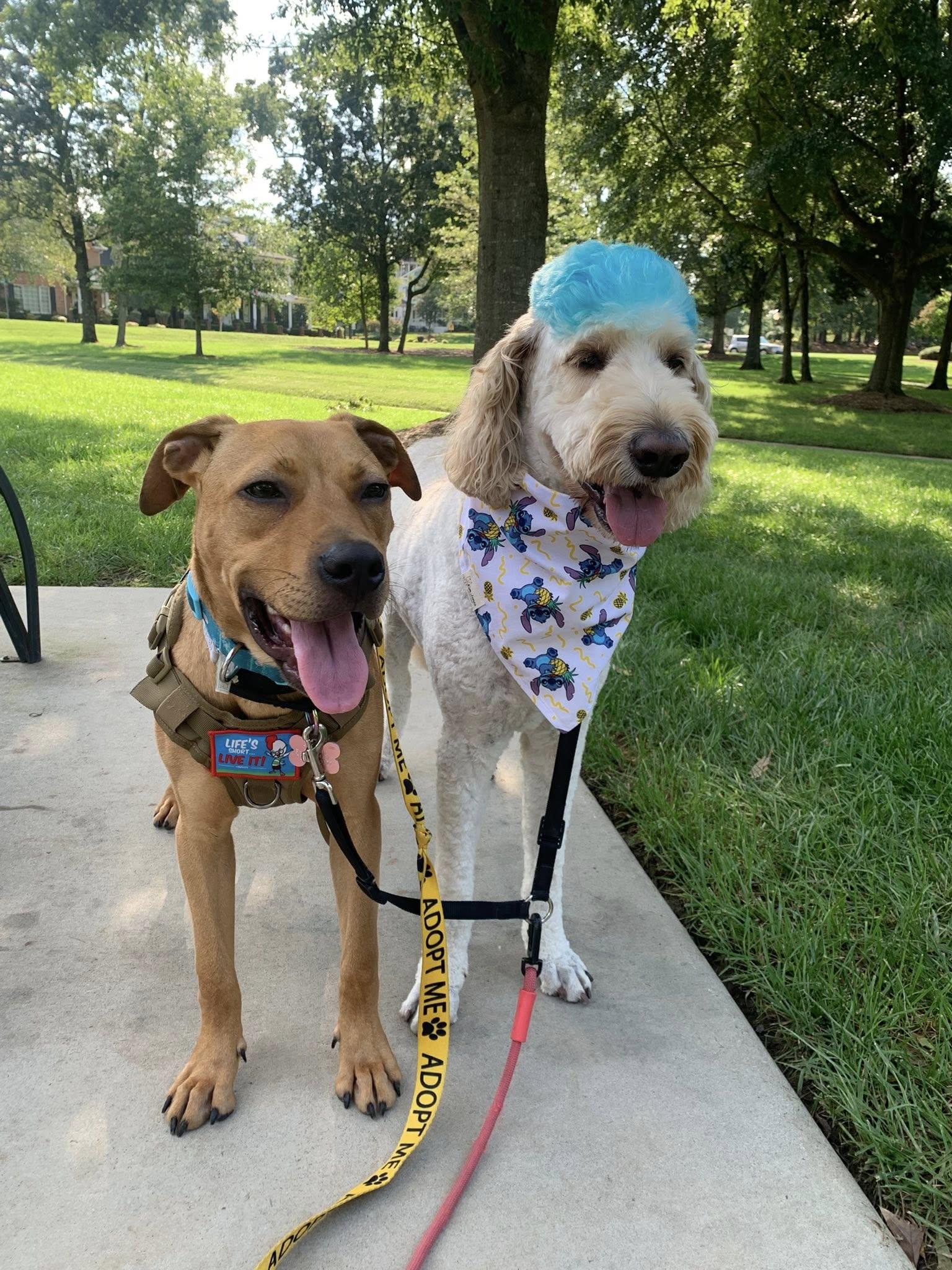 Enlarge Jeremiah, a Adoptable mixed breed in Charlotte, NC image 4/6