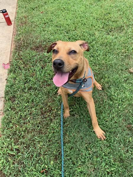Enlarge Jeremiah, a Adoptable mixed breed in Charlotte, NC image 6/6