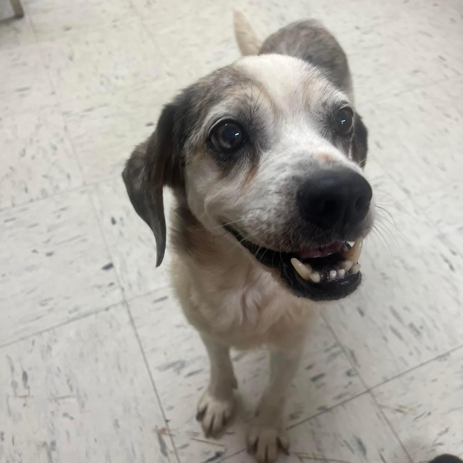 Buddy, a ADOPTABLE mixed breed in Harrodsburg, KY image 1/2