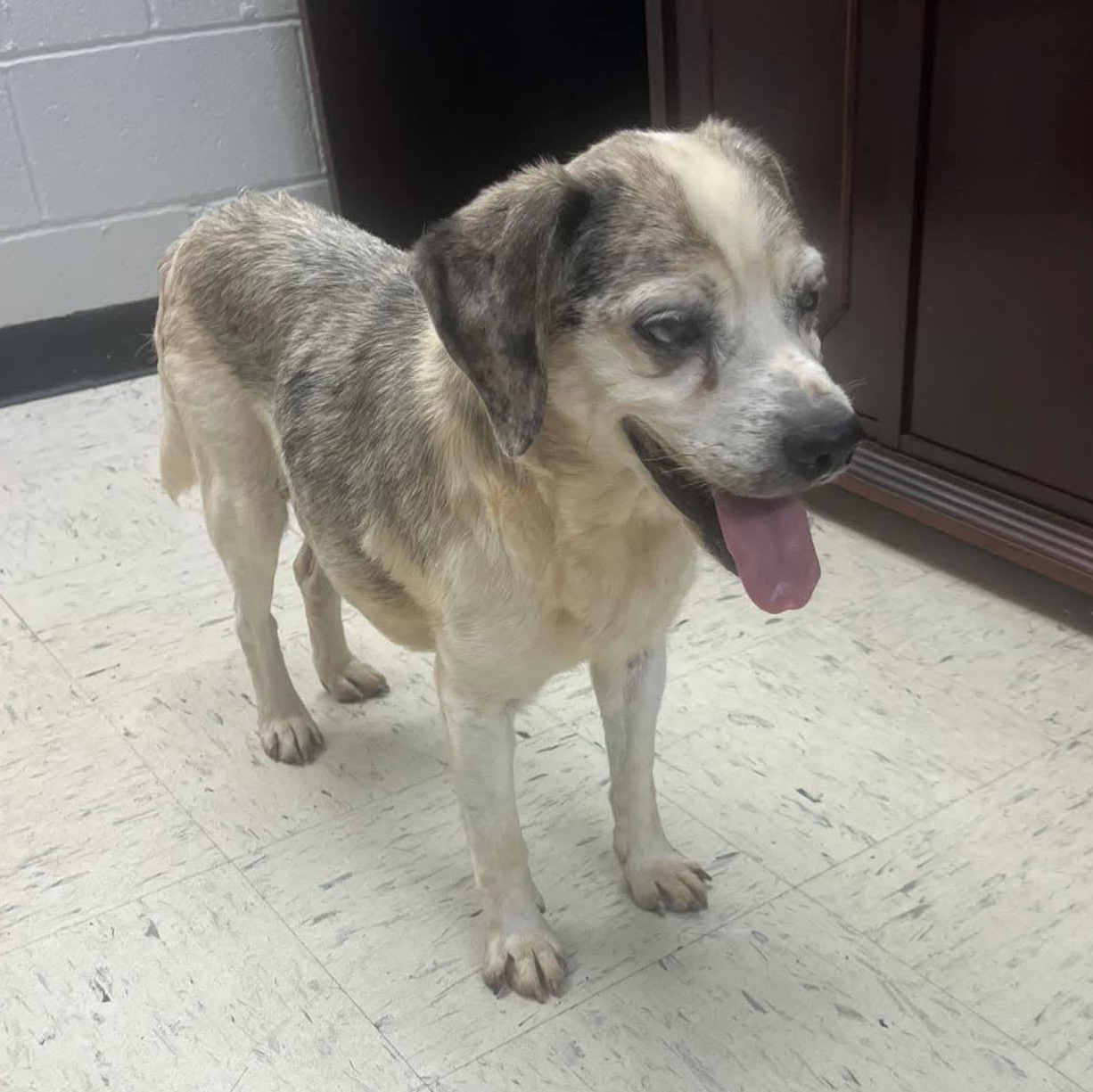 Buddy, a ADOPTABLE mixed breed in Harrodsburg, KY image 2/2