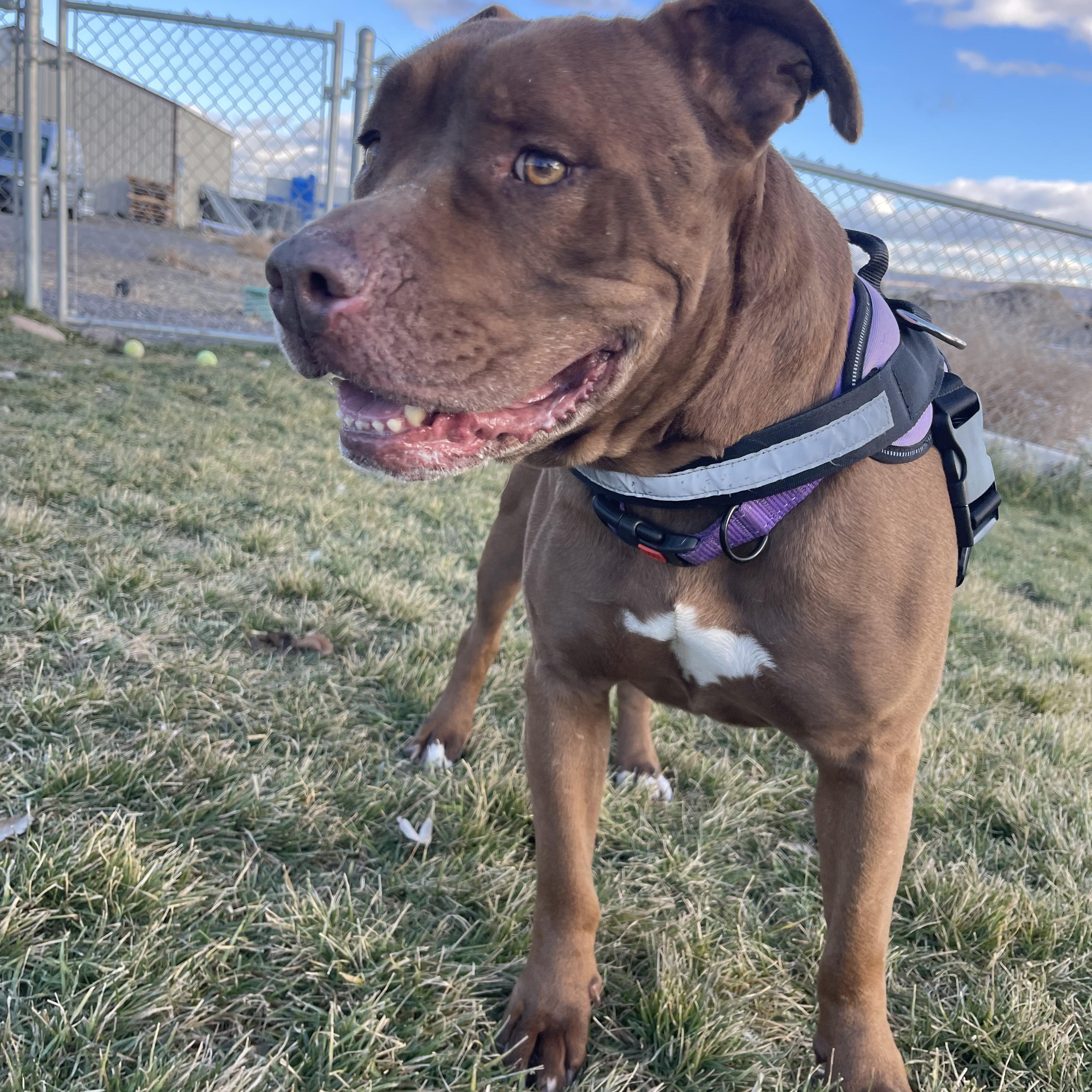Enlarge Penelope, an adoptable mixed breed in Prineville, OR image 1/5