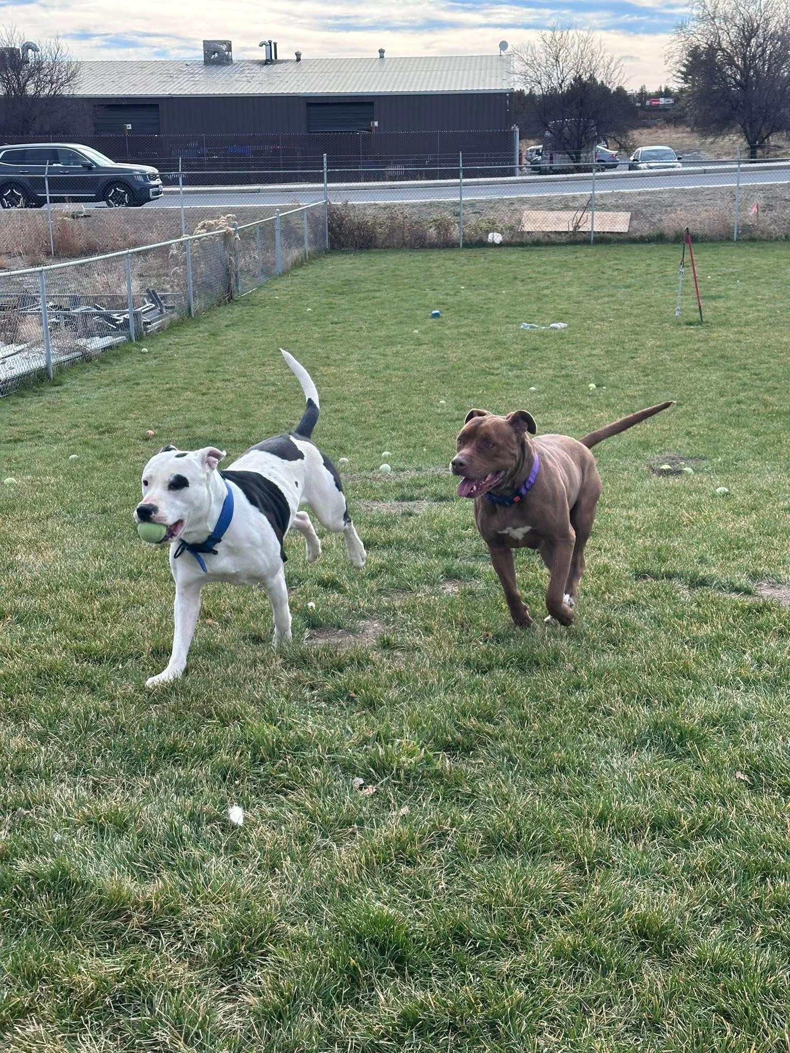 Enlarge Penelope, an adoptable mixed breed in Prineville, OR image 2/5