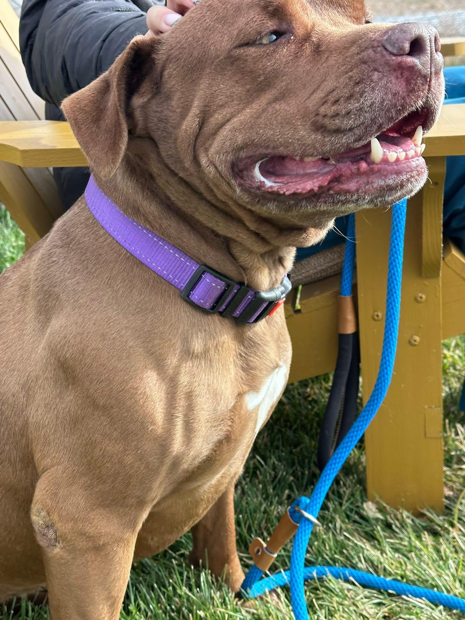 Enlarge Penelope, an adoptable mixed breed in Prineville, OR image 5/5