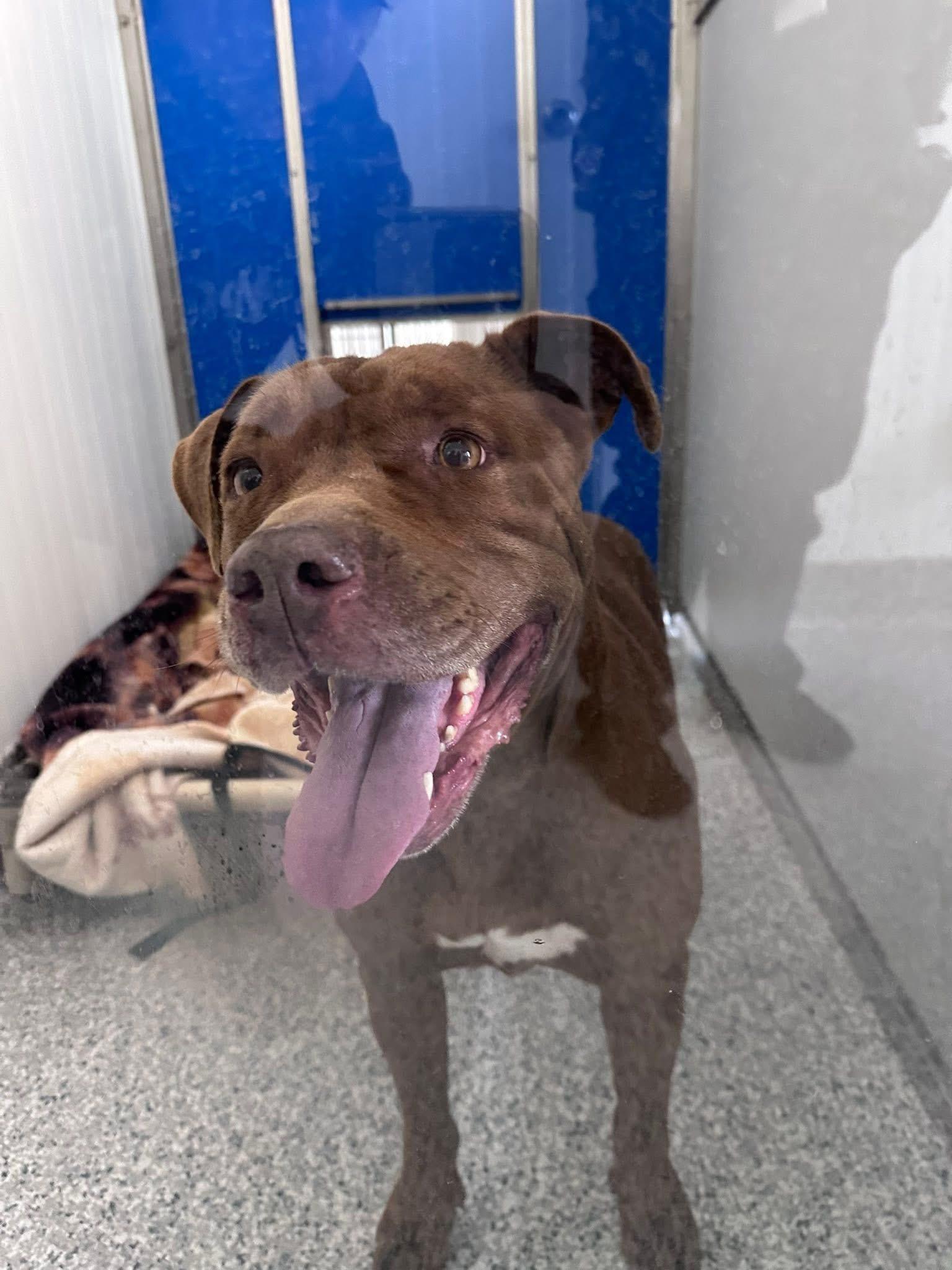 Penelope, a Adoptable mixed breed in Prineville, OR image 1/6