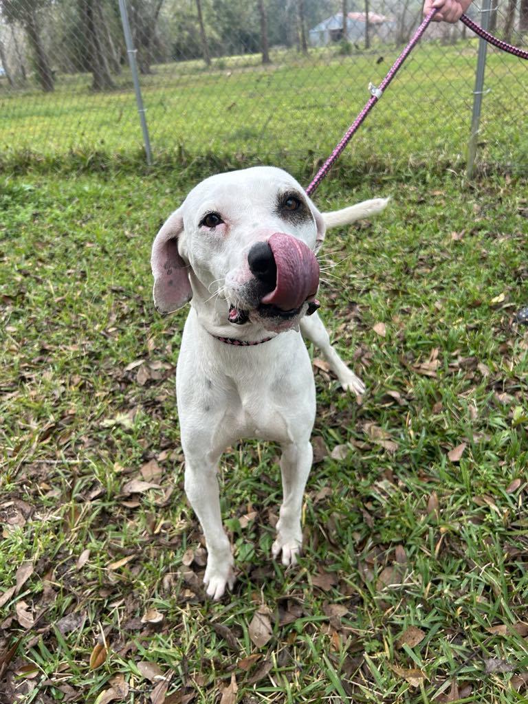 Spanky, Adoptable, Adult Male Mixed Breed.