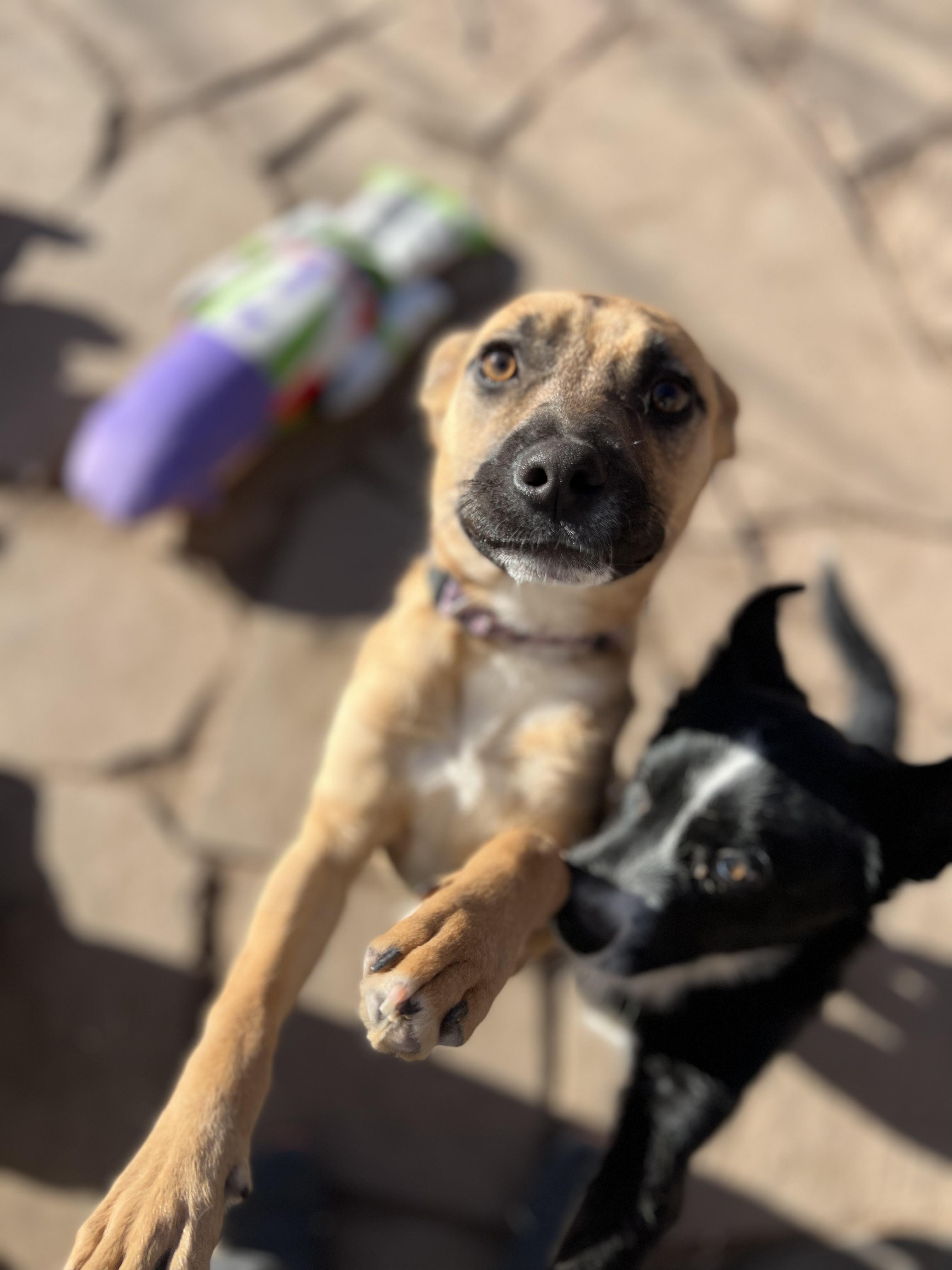 Hillary, an adopted mixed breed in Fort Collins, CO image 1/3