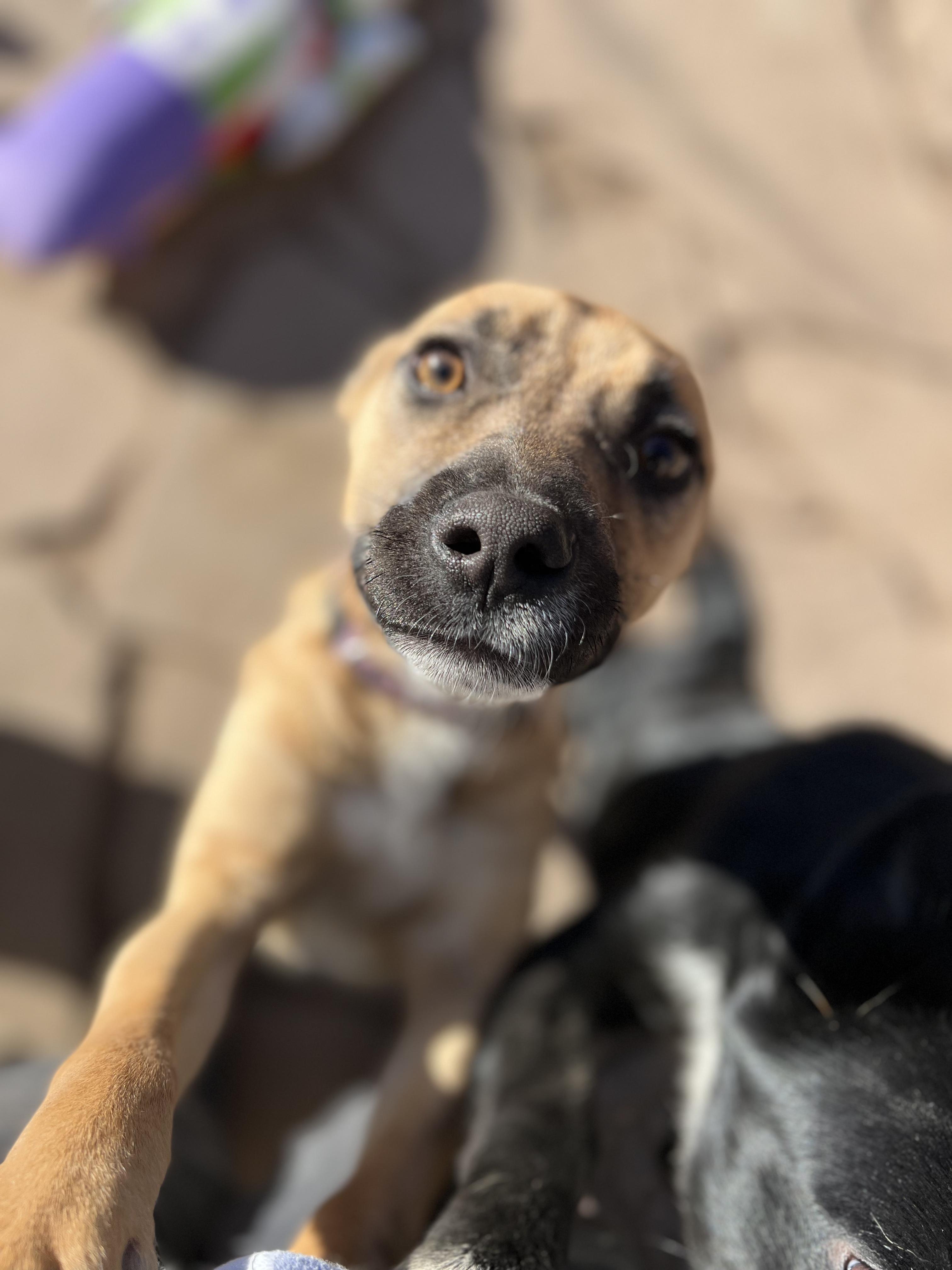 Hillary, an adopted mixed breed in Fort Collins, CO image 2/3