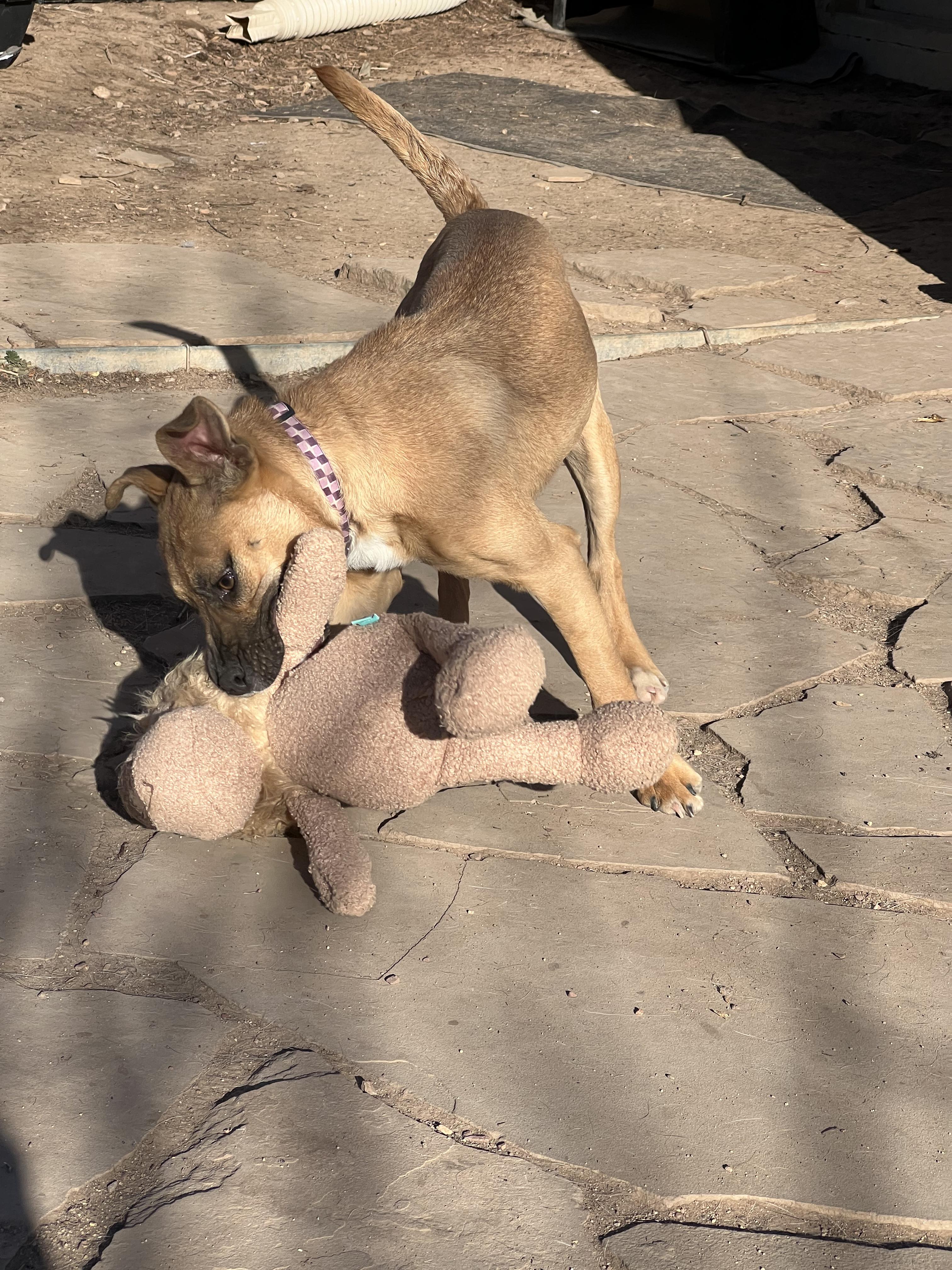 Hillary, an adopted mixed breed in Fort Collins, CO image 3/3