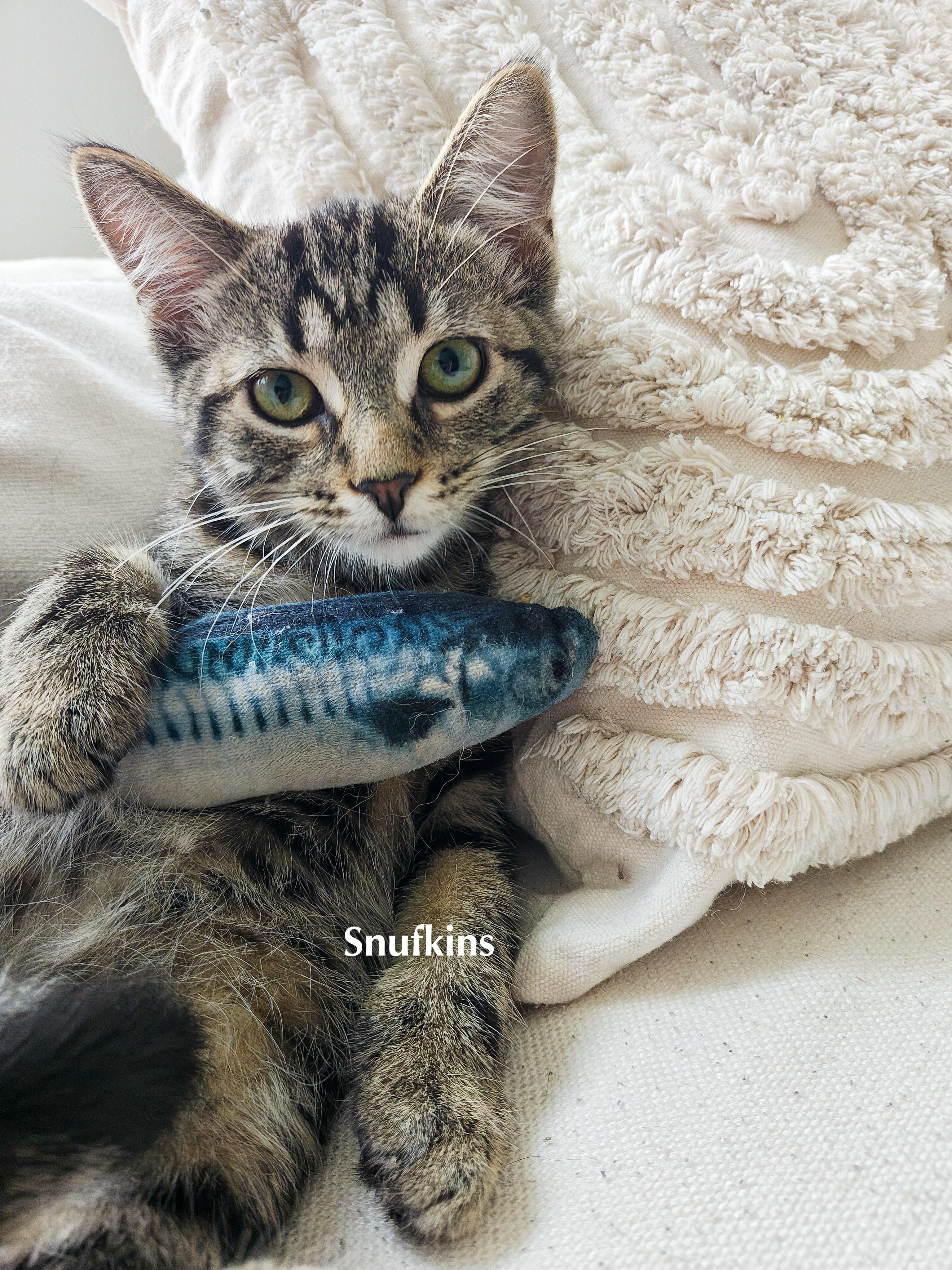 Enlarge Snufkins, a Adoptable Domestic Short Hair in Chicago, IL image 1/3