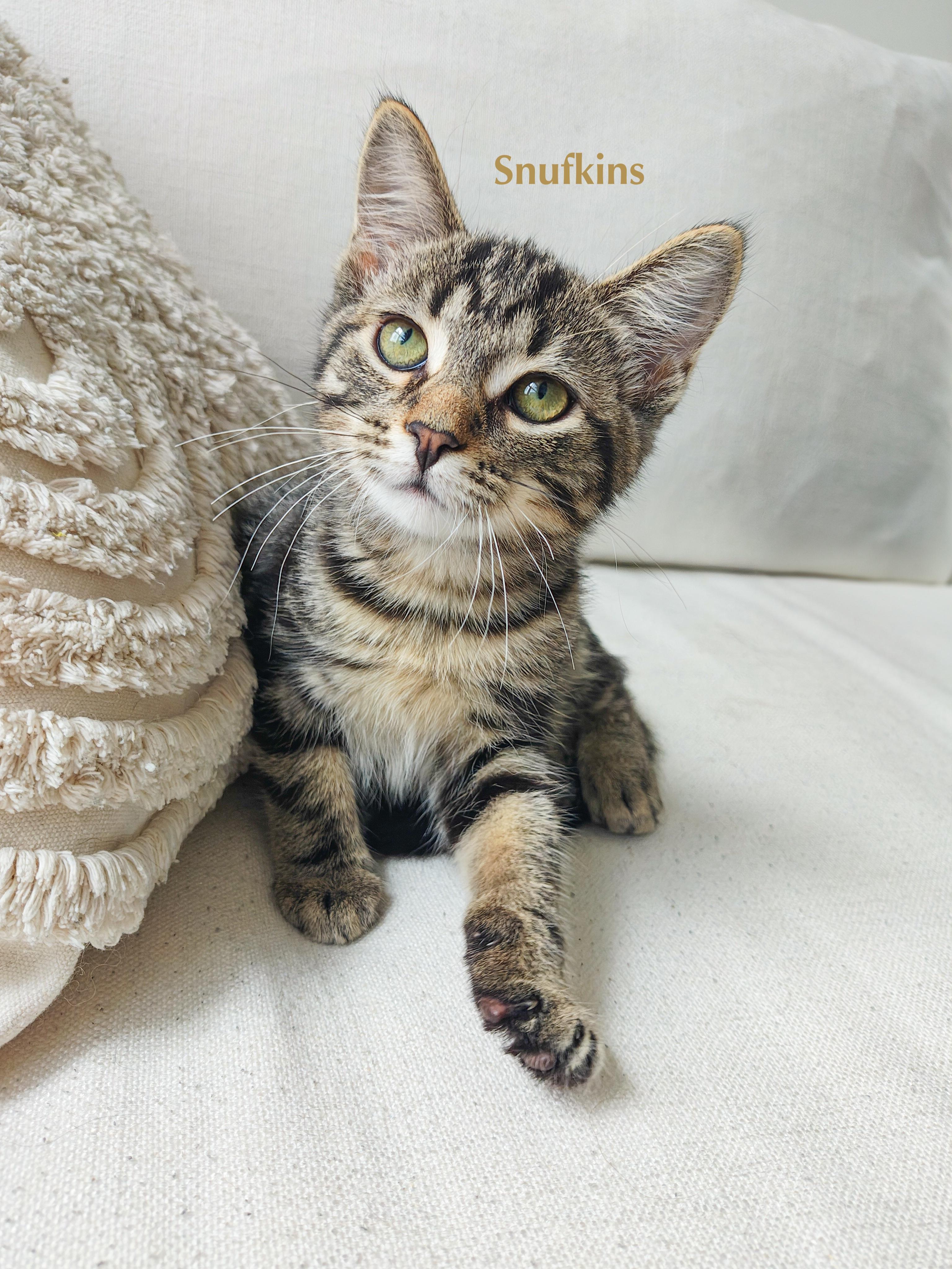 Enlarge Snufkins, a Adoptable Domestic Short Hair in Chicago, IL image 2/3