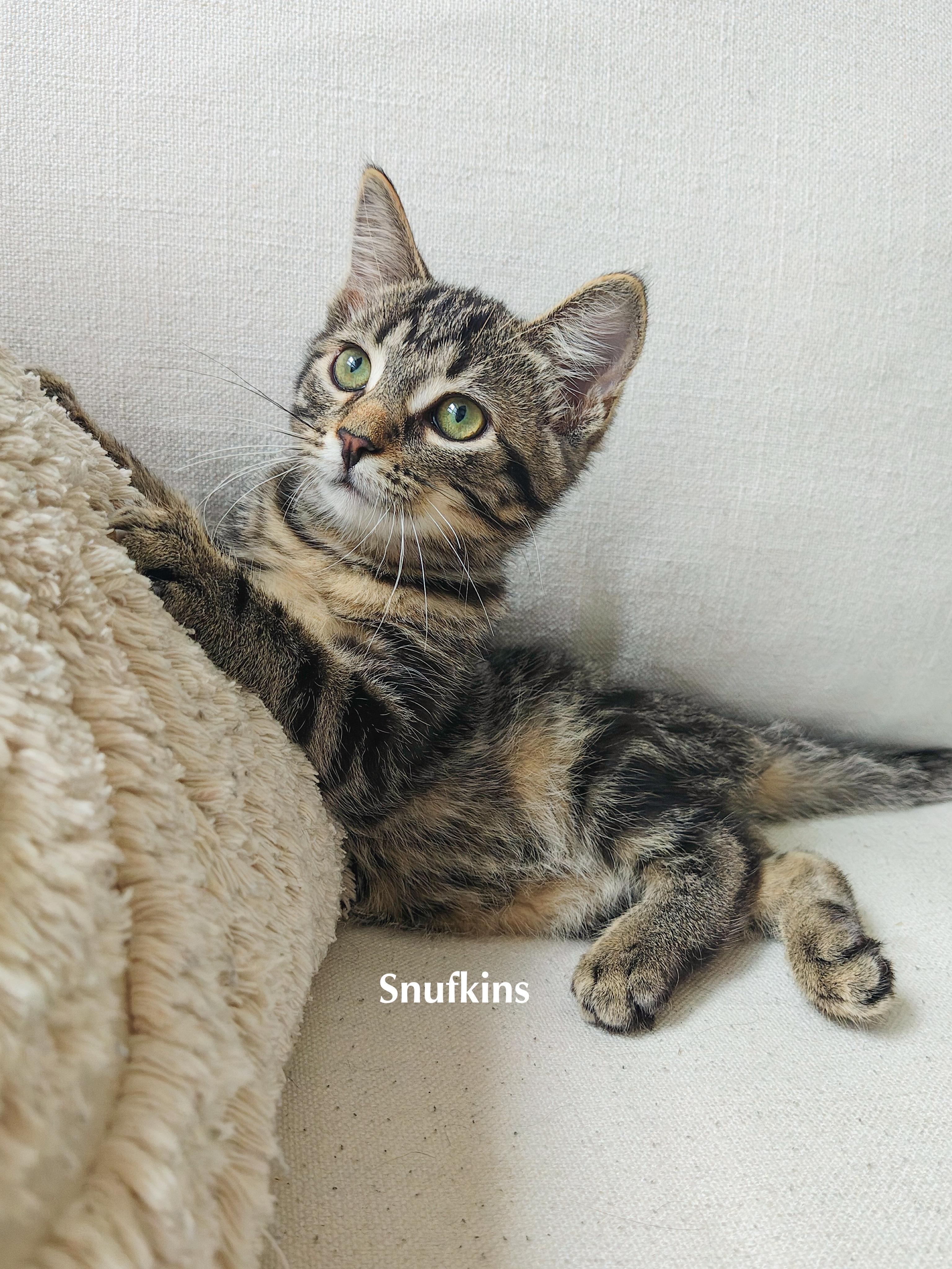 Enlarge Snufkins, a Adoptable Domestic Short Hair in Chicago, IL image 3/3
