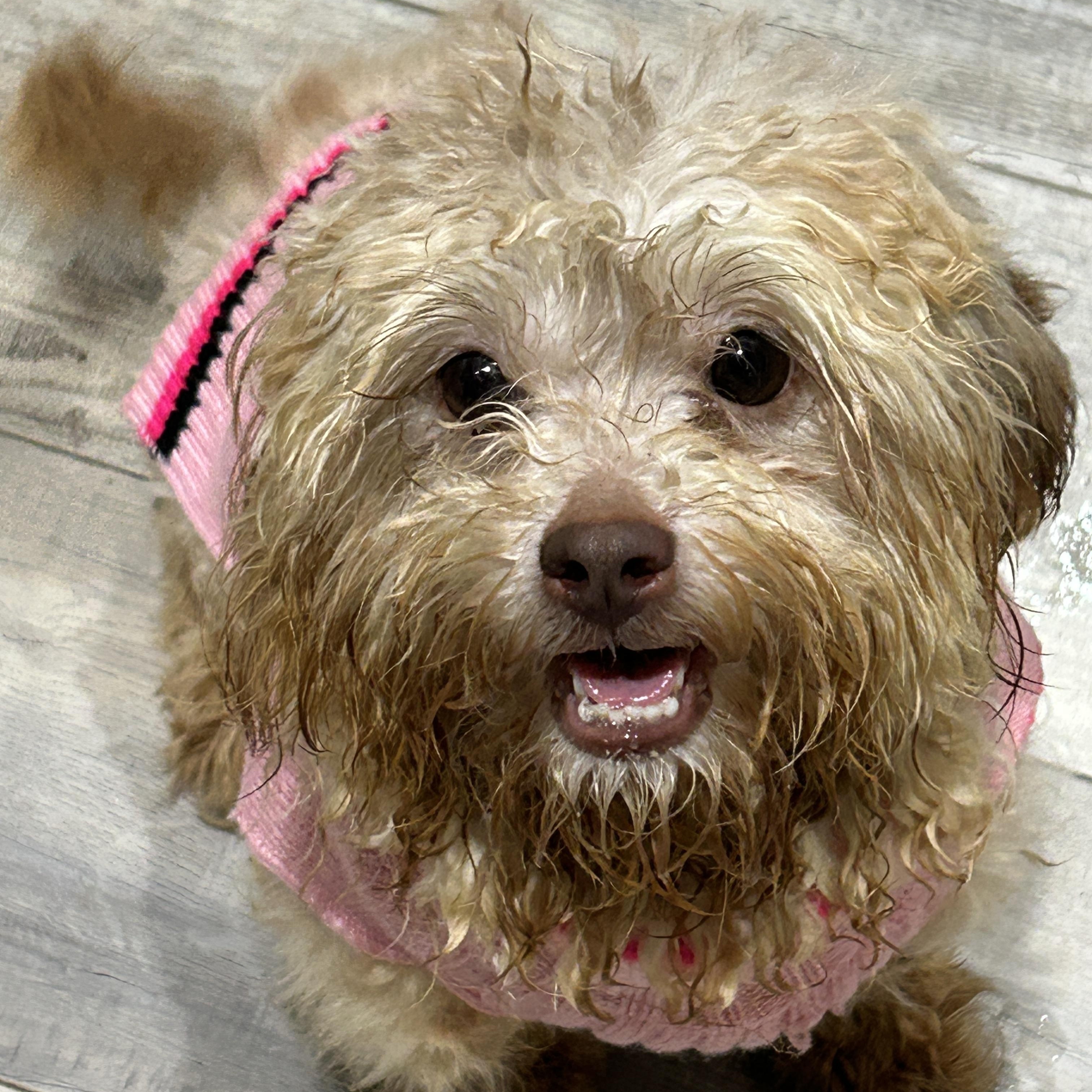 Enlarge Brooke, an adoption pending Maltipoo in Sarasota, FL image 1/2