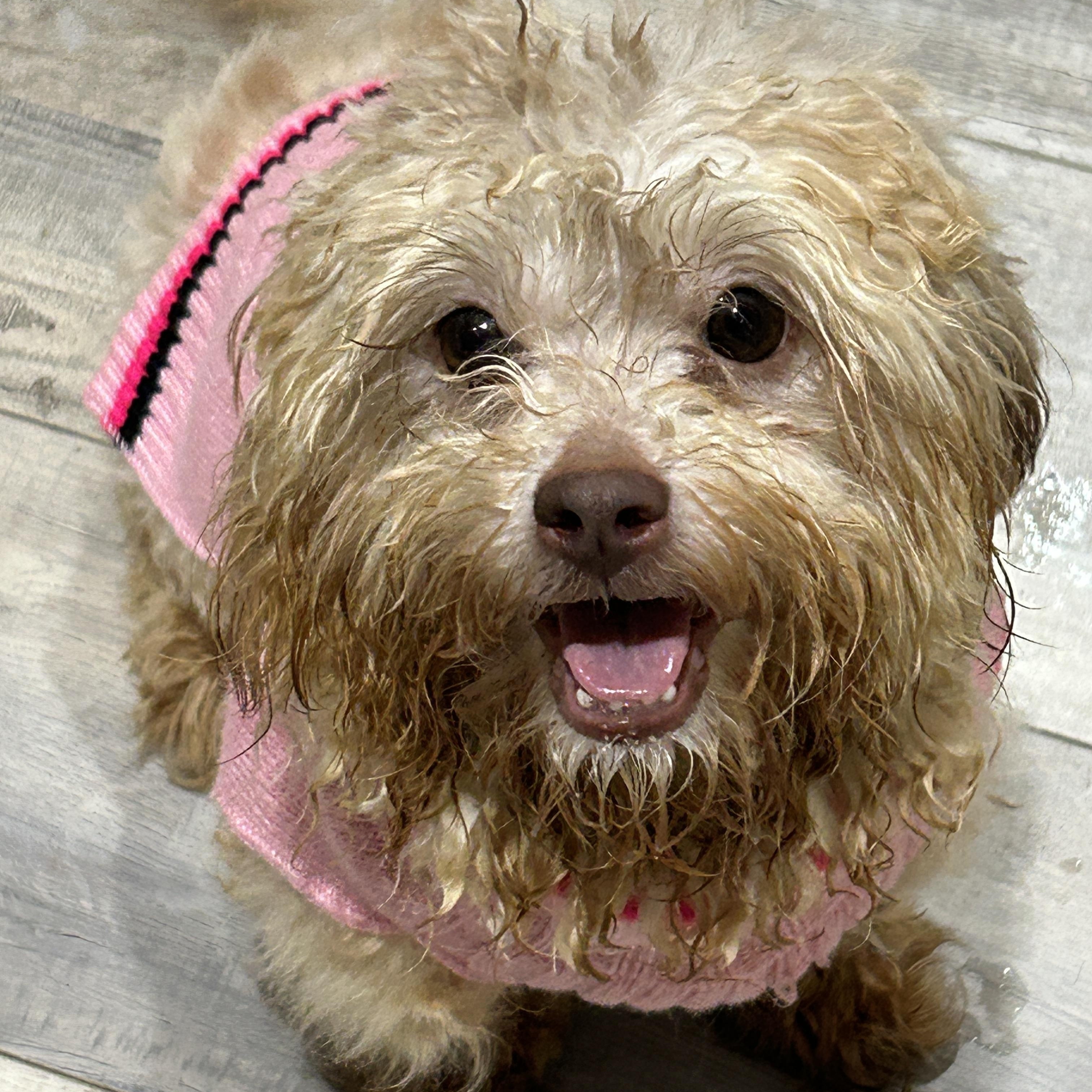 Enlarge Brooke, an adoption pending Maltipoo in Sarasota, FL image 2/2