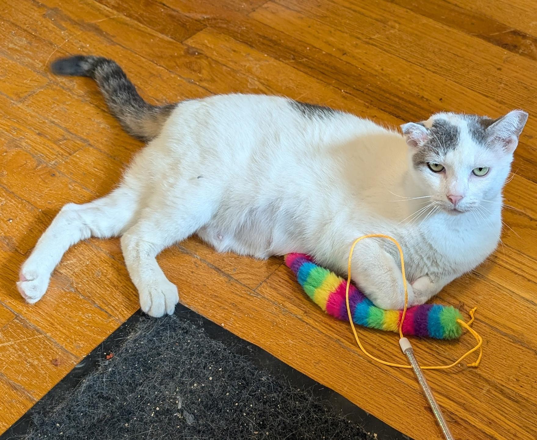 Enlarge Puff the Magic Dragon, a Adoptable Domestic Short Hair in Philadelphia, PA image 2/3
