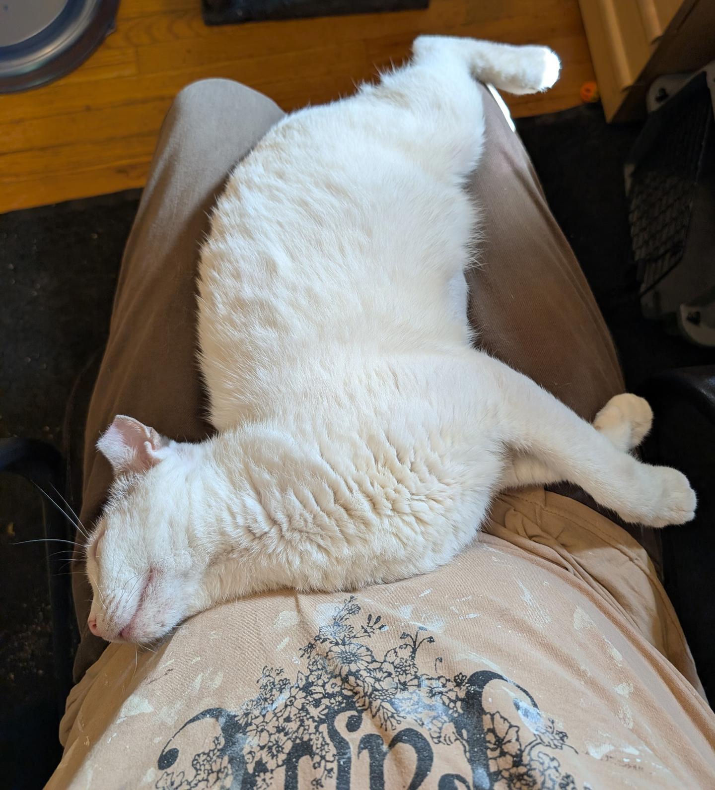 Enlarge Puff the Magic Dragon, a Adoptable Domestic Short Hair in Philadelphia, PA image 3/3