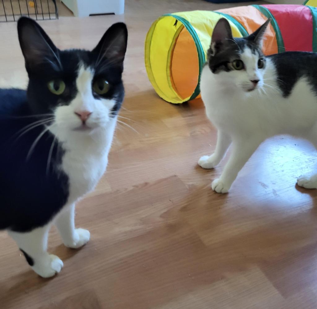 Enlarge Olive, a Adoptable mixed breed in Salt Lake City, UT image 1/3