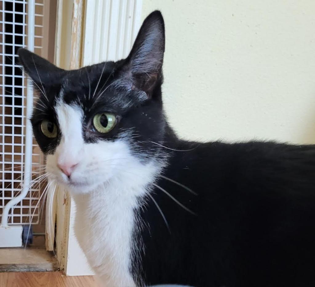 Enlarge Olive, a Adoptable mixed breed in Salt Lake City, UT image 3/3