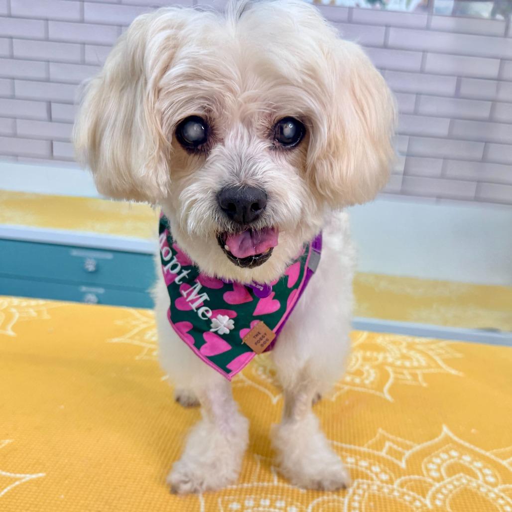 Aerobics 13723, Adoptable, Senior Female Maltese.