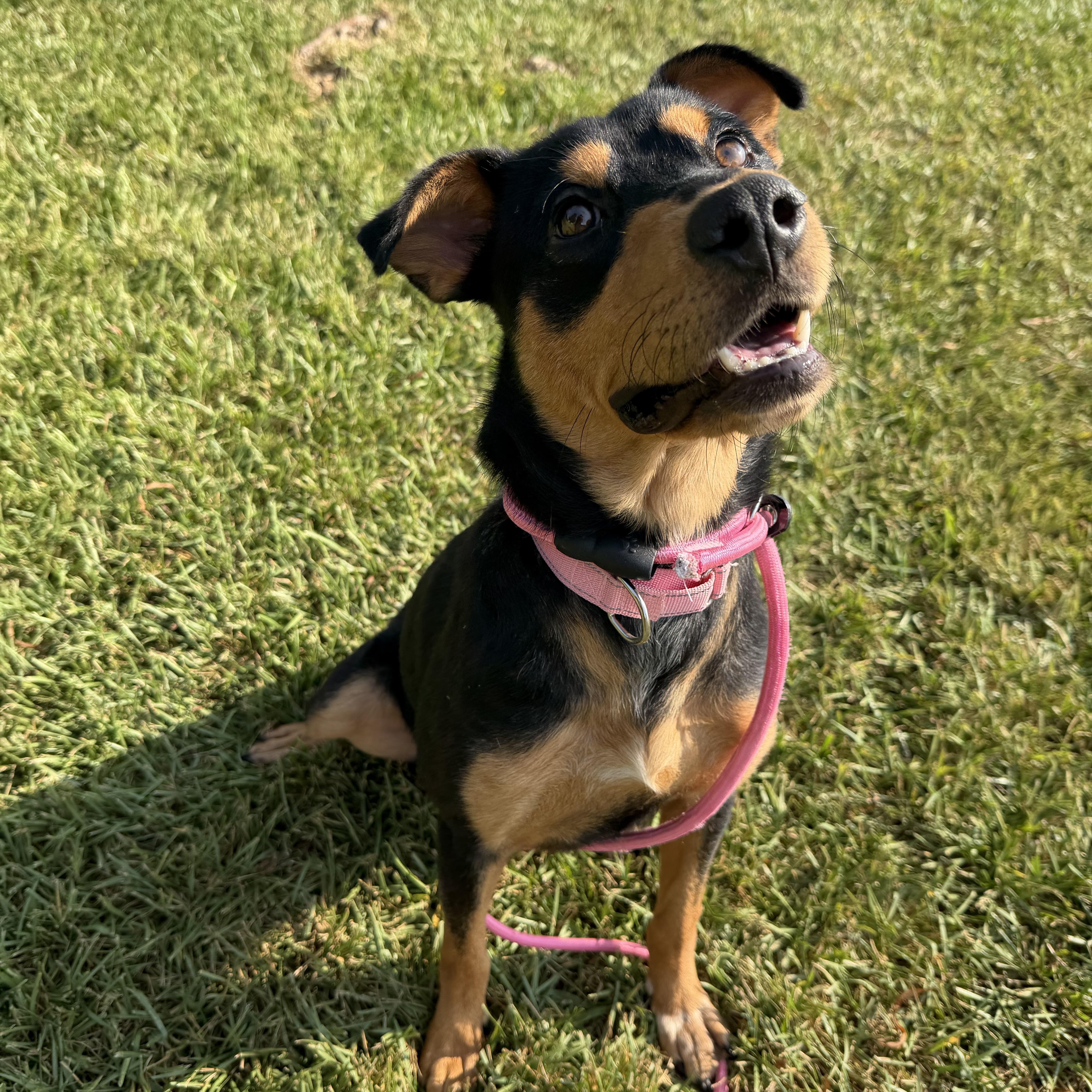Enlarge Zelday, a Adoptable mixed breed in Westminster, CO image 2/5