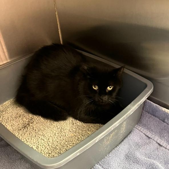 Enlarge Jasmine, a Adoptable Domestic Long Hair in Burlington, ON image 1/2