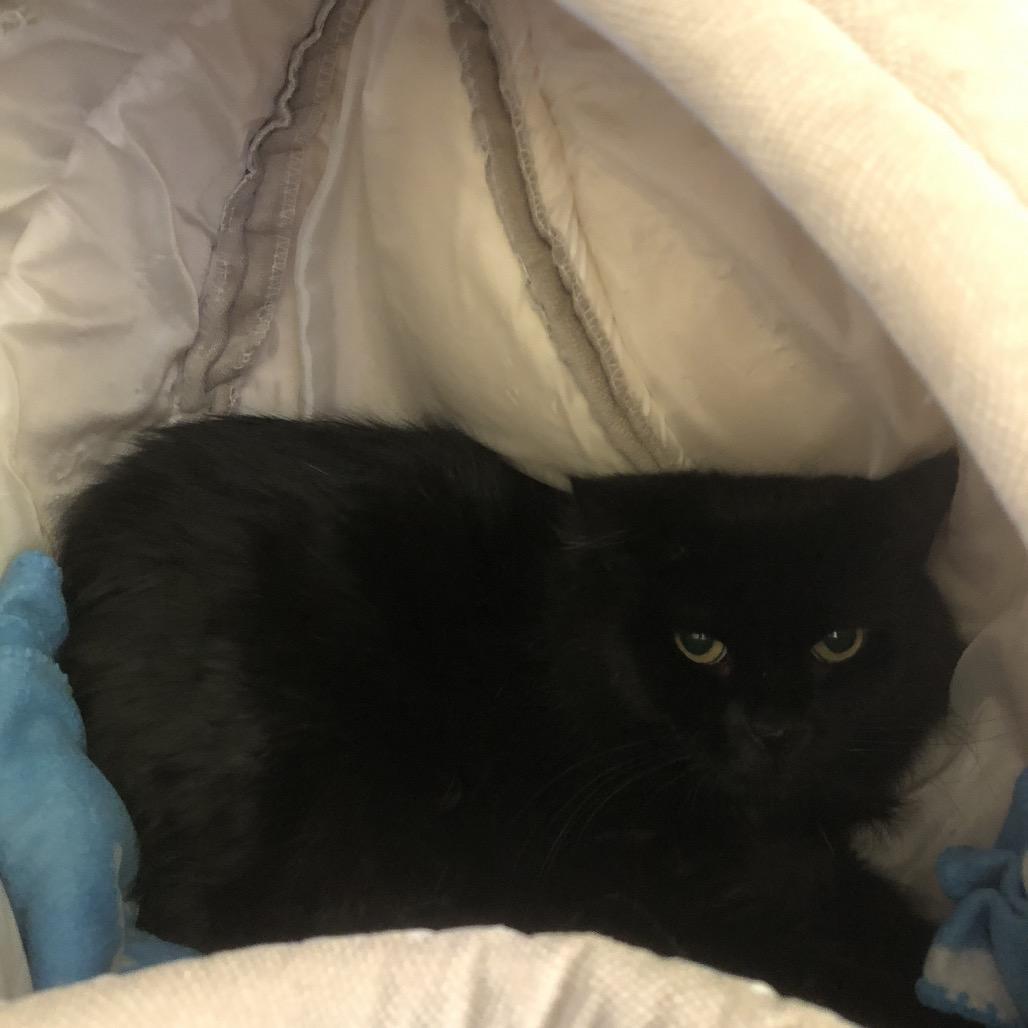 Enlarge Jasmine, a Adoptable Domestic Long Hair in Burlington, ON image 2/2