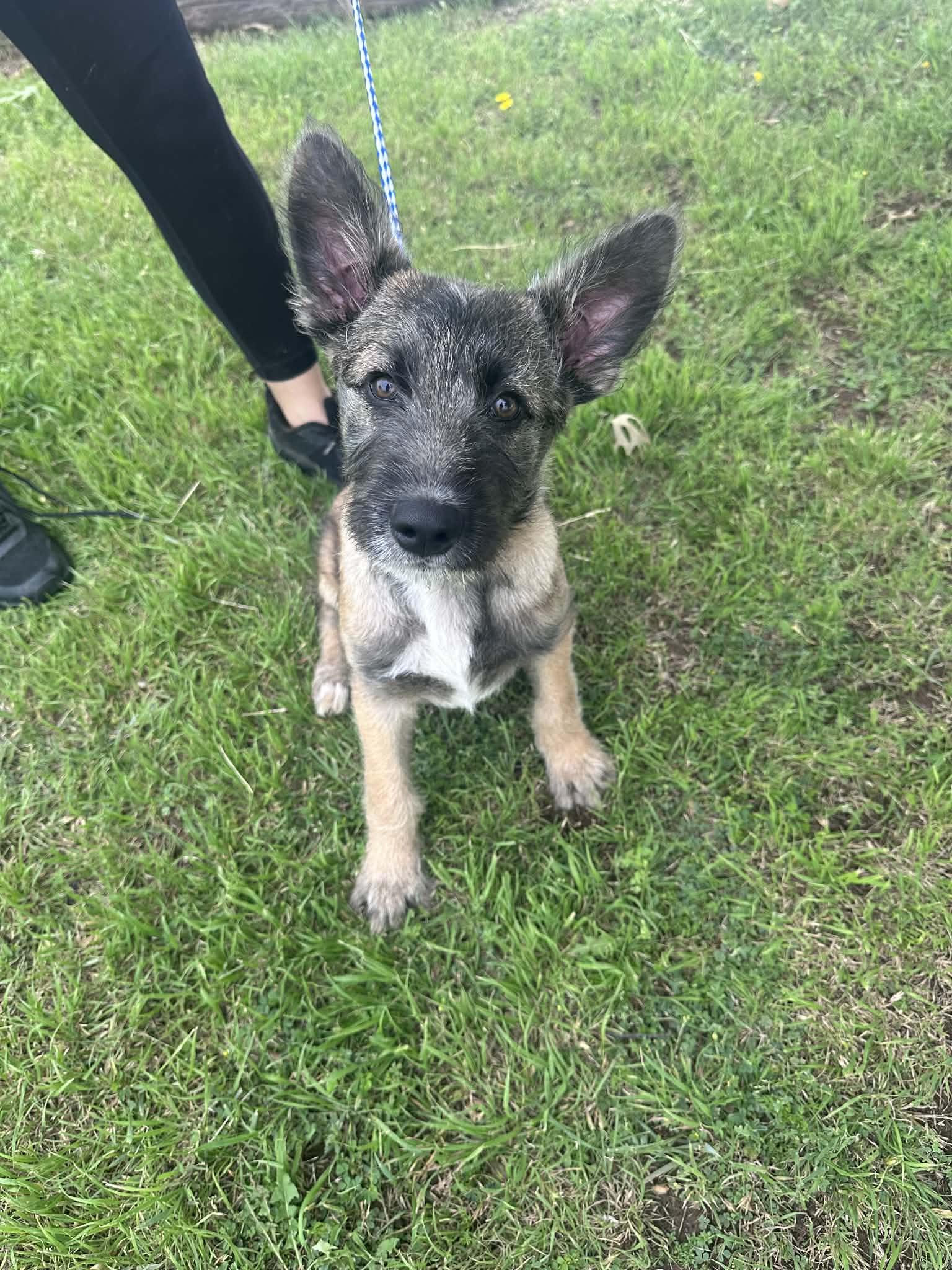 Jax, ADOPTABLE, Young Male German Shepherd Dog & Mixed Breed.