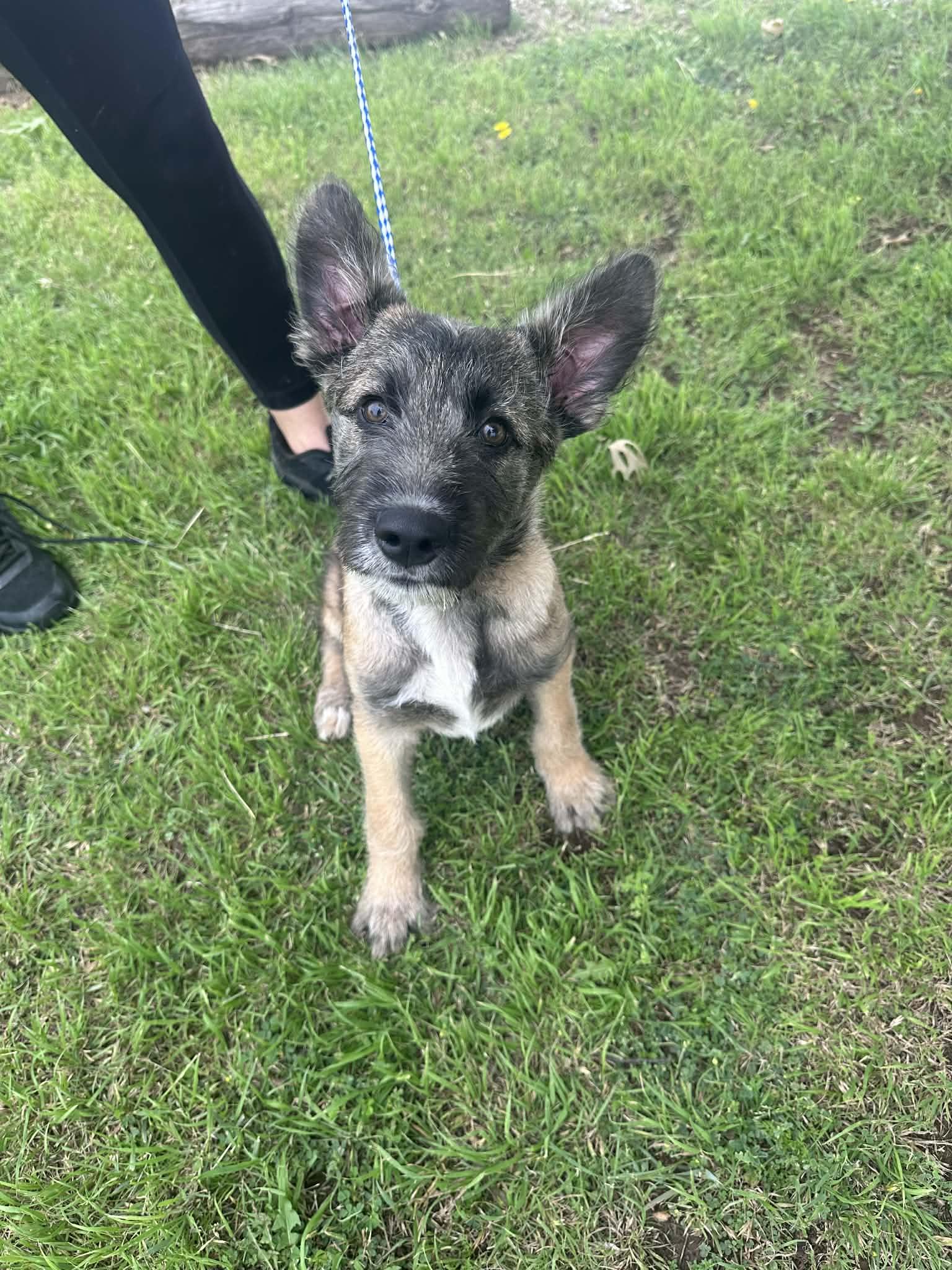 Enlarge Jax, a ADOPTABLE mixed breed in Graham, TX image 2/3