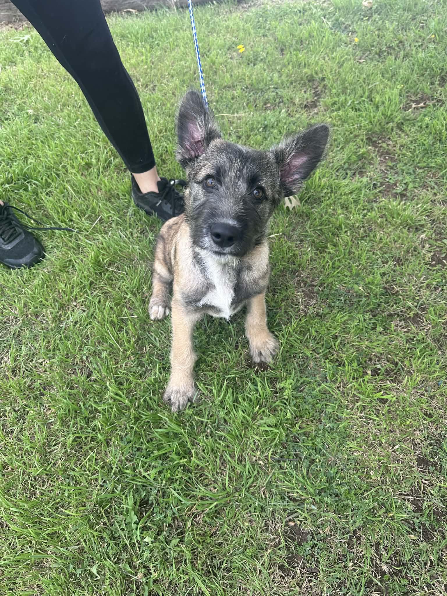Enlarge Jax, a ADOPTABLE mixed breed in Graham, TX image 3/3