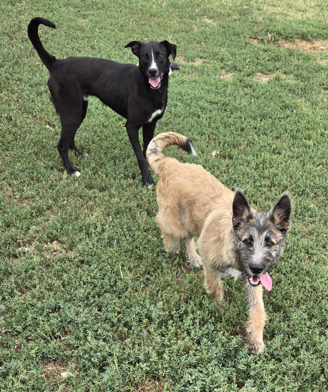 Enlarge Jax, a ADOPTABLE mixed breed in Graham, TX image 1/3