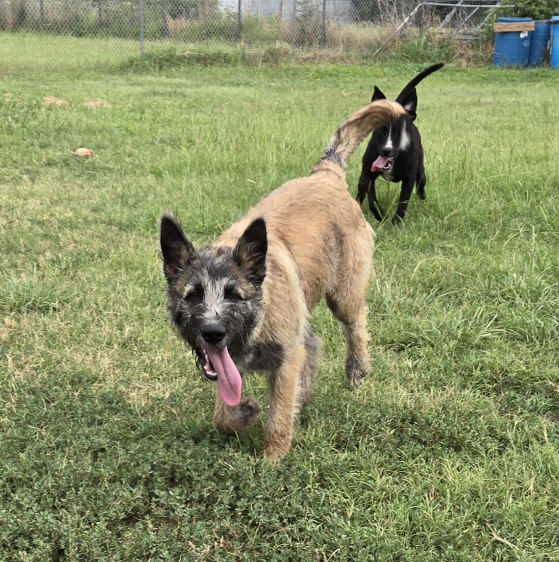 Enlarge Jax, a ADOPTABLE mixed breed in Graham, TX image 2/3