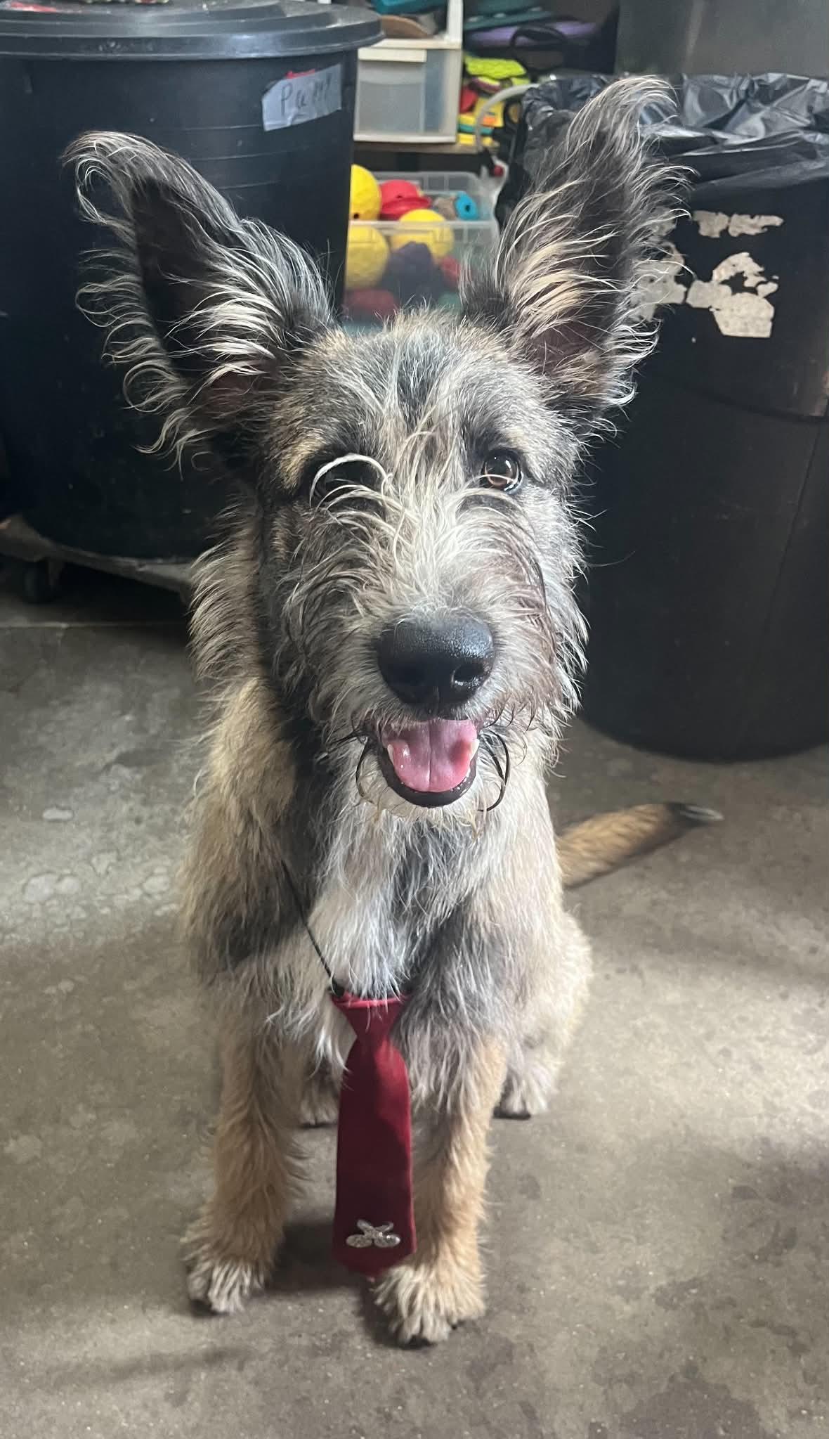 Enlarge Jax, a ADOPTABLE mixed breed in Graham, TX image 2/5