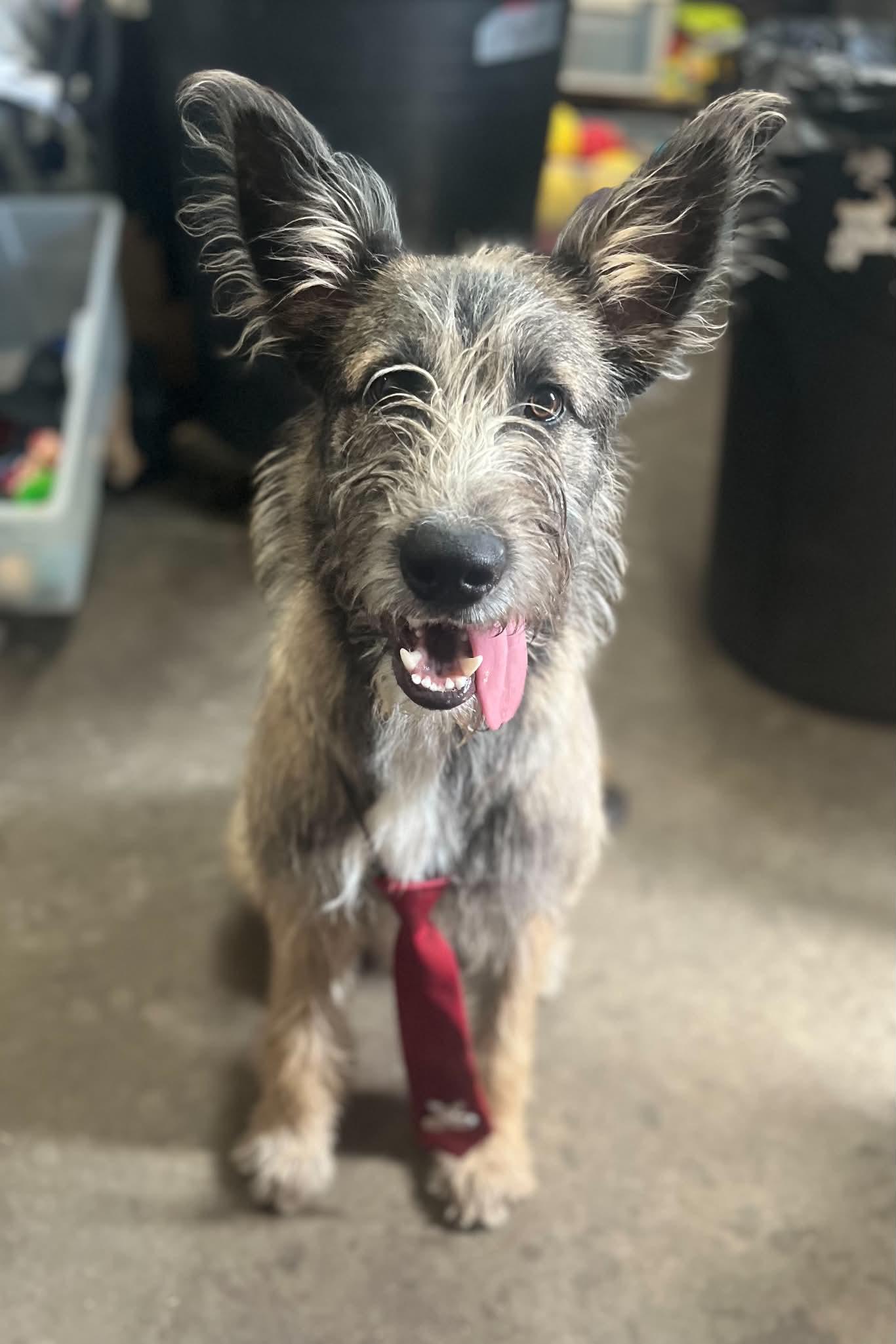 Jax, ADOPTABLE, Young Male German Shepherd Dog & Mixed Breed.