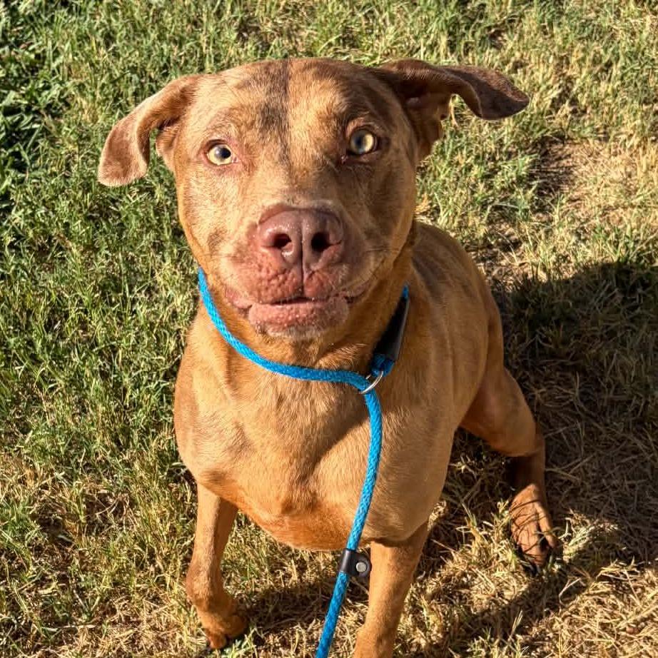 Timber, Adoptable, Adult Male Catahoula Leopard Dog & Mixed Breed.