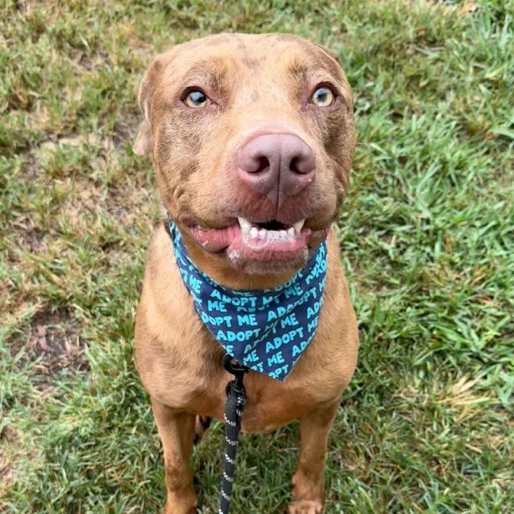 Enlarge Timber, a Adoptable mixed breed in Concord, NC image 2/6