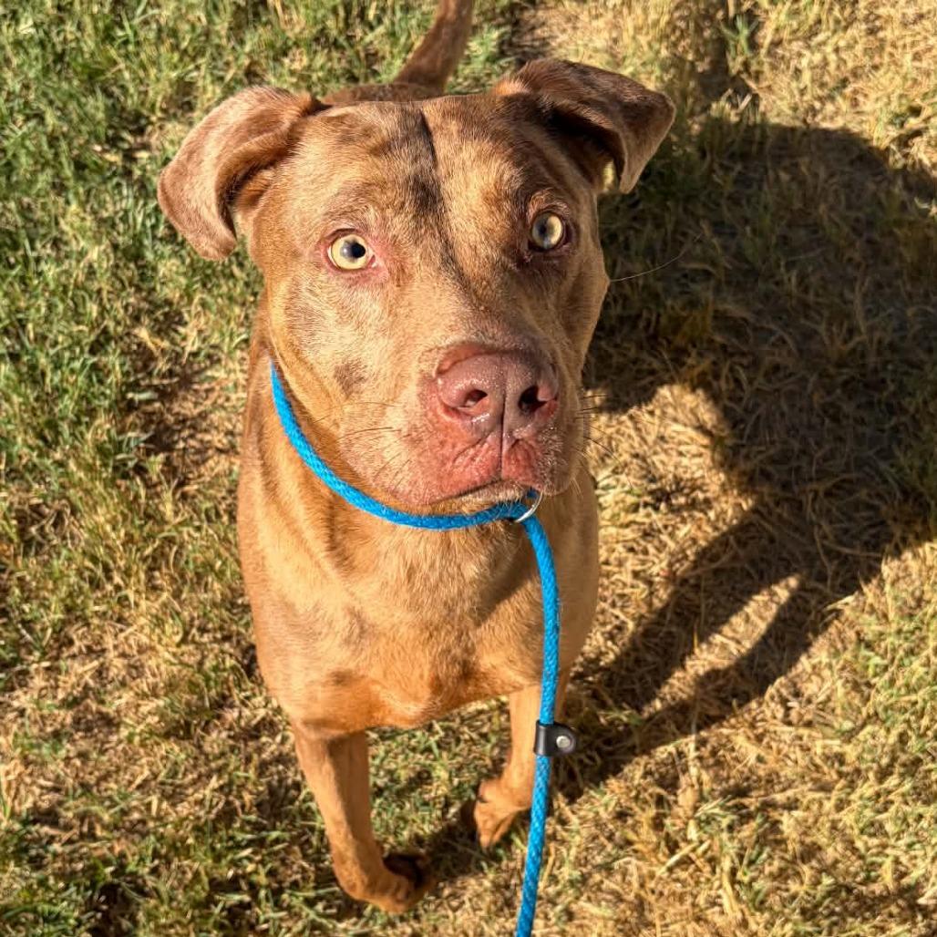 Enlarge Timber, a Adoptable mixed breed in Concord, NC image 3/6