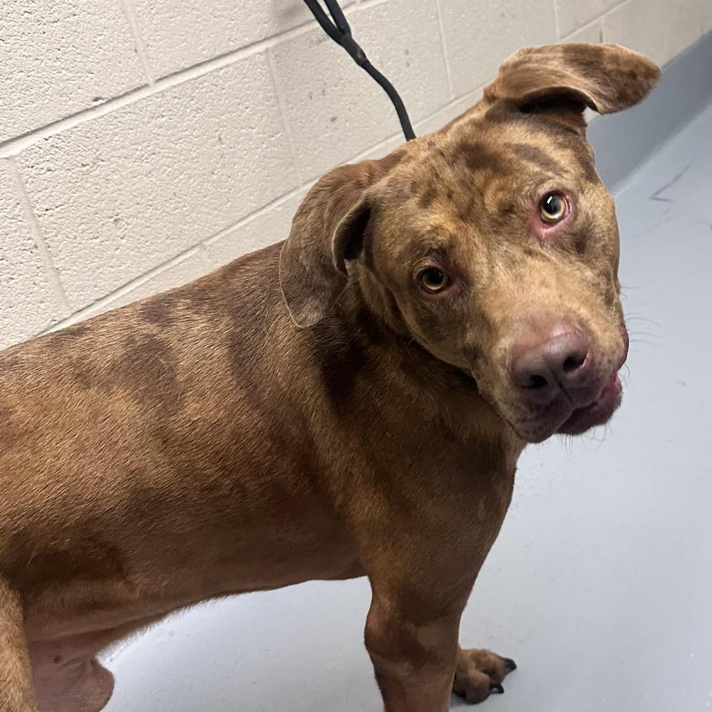 Enlarge Timber, a Adoptable mixed breed in Concord, NC image 4/6