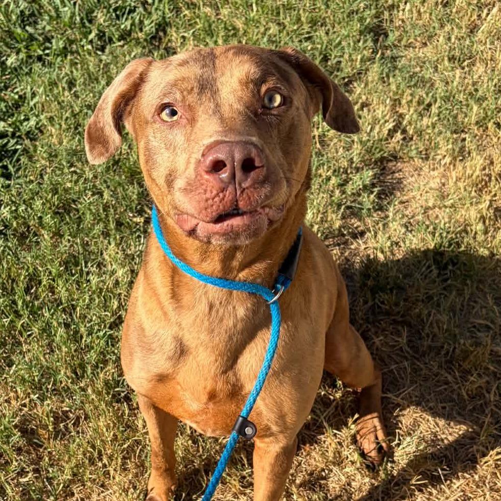Enlarge Timber, a Adoptable mixed breed in Concord, NC image 5/6
