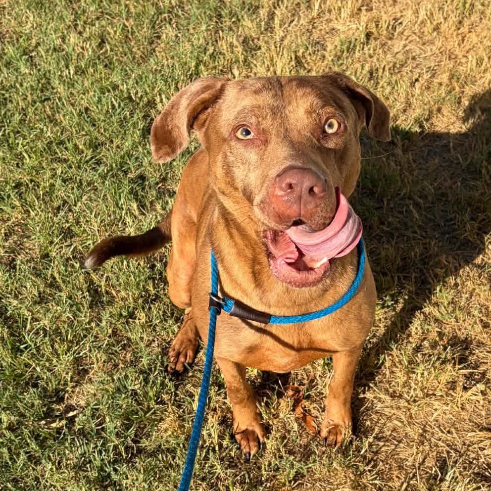 Enlarge Timber, a Adoptable mixed breed in Concord, NC image 6/6