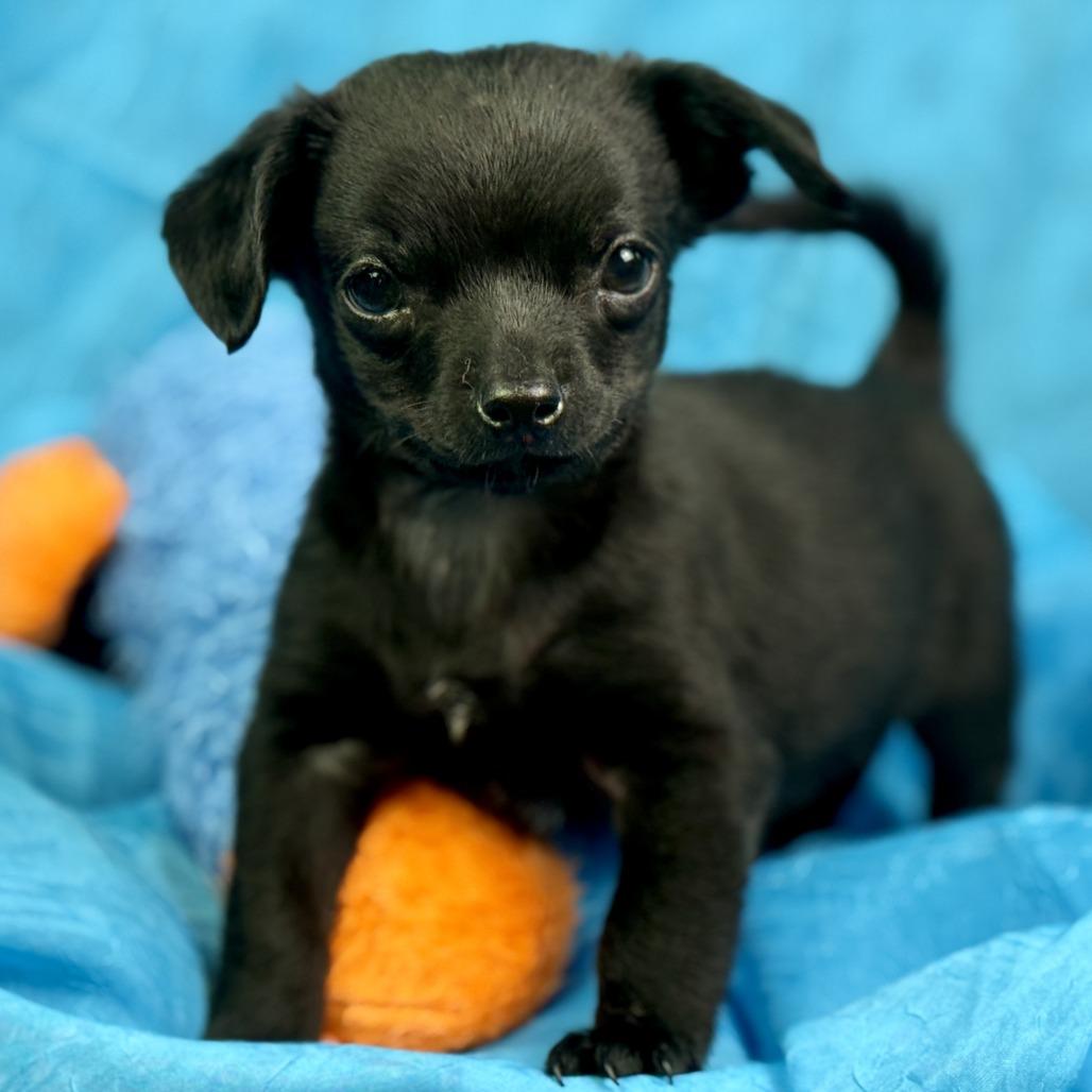 Rooster: Cutest overbite, ADOPTABLE, Puppy Male Chihuahua.