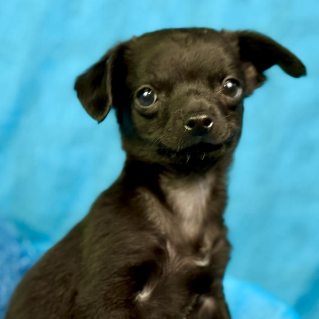 Enlarge Rooster: Cutest overbite, a ADOPTABLE mixed breed in San Antonio, TX image 3/6