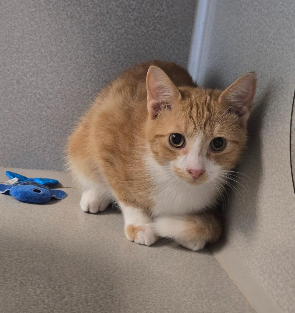 Trumpet, Adoptable, Kitten Male Domestic Short Hair.