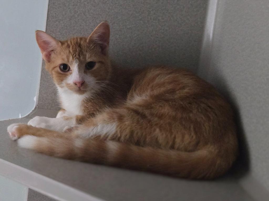 Enlarge Trumpet, a Adoptable mixed breed in Viroqua, WI image 2/2