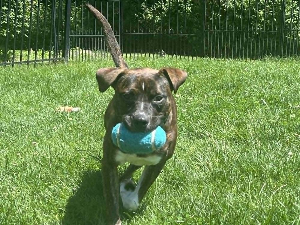 Samson, a Adoptable mixed breed in Springdale, PA image 1/6